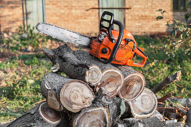 Laverne, OK Tree Service Company